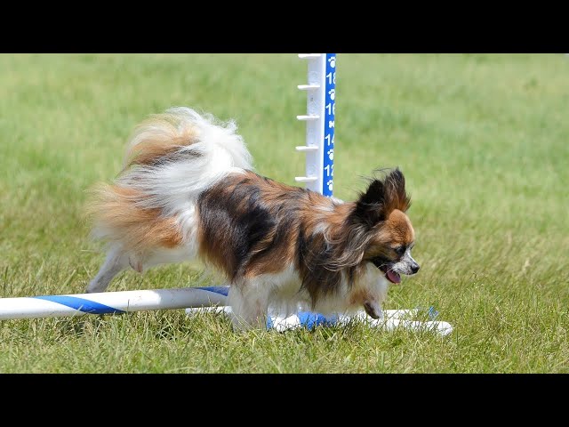 mini papillon dog