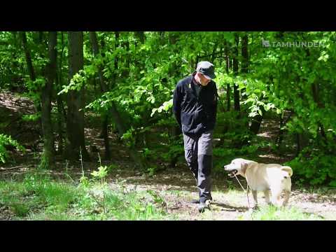 Video: Virkelig store hunderaser