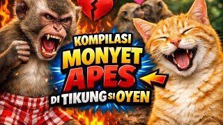 Kompilasi‼️Monyet apes😂#shortsfeed #funny #comedy#lucu #animals #shortvideo #ngakak #cat #fyp #viral