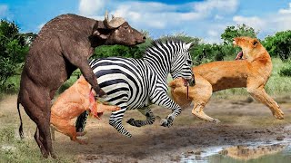 Zebra Combines With Buffalo Against The Bloodthirsty Lions | Wild Animals Attack