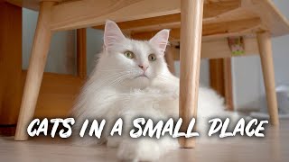 To Keep Cats In A Small Place | Norwegian Forest Cats