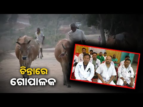 ଅଫିସକୁ ଆସୁ ନାହାନ୍ତି ପ୍ରାଣୀ ଚିକିତ୍ସକ, ମଝିରେ ପଡି ପେଶି ହେଉଛନ୍ତି ଗୋପାଳକ