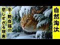 【野良猫 拡散希望】厳しい冬は自然界の自然淘汰の時期なのです・野良猫達にとっての厳しい現実・ヤフー 知恵袋より抜粋・招き猫ちゃんねる