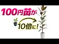 100円フィカスはどこまで育つ?3年間育てた結果