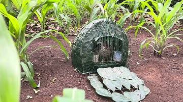 Bẫy chim cút mồi và cái kết