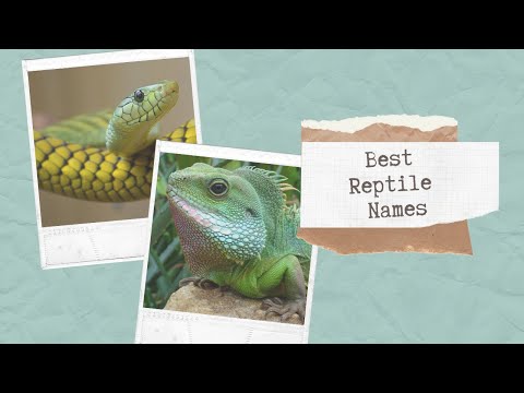 28 Best Reptile Names - Snake, Lizard, Iguana And Many Others