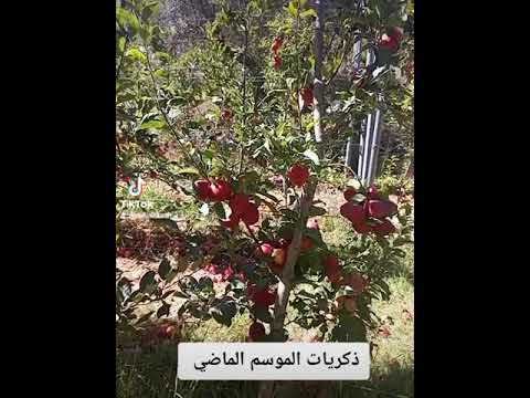 تفاح الغالا موسم٢٠٢٢ لبنان