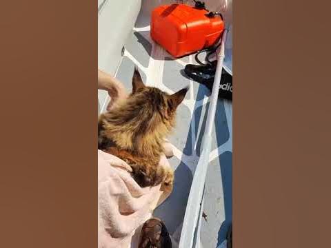 #shorts #ukrainewar #flood #kherson #херсон потоп в Херсоне кот мейн ...