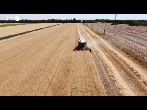 Ucraina, agricoltori continuano a raccogliere il grano nonostante il blocco dei porti