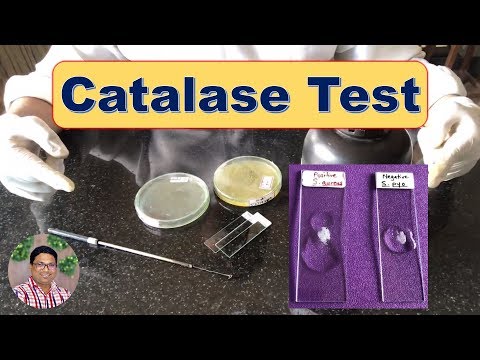 Video: Koks yra fermento, aptinkamo atliekant teigiamą katalazės testą, pavadinimas?