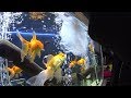 Como reproducir peces goldfish  o japoneses (Mario Blogs)
