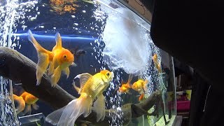 Como reproducir peces goldfish  o japoneses (Mario Blogs)