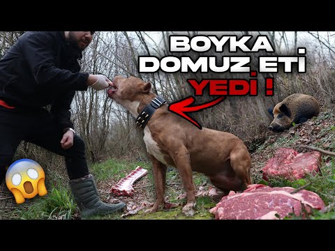 BOYKA ORMANDA DOMUZ ETİ YEDİ !! (çok beğendi)