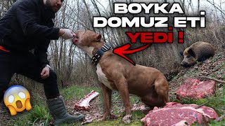 BOYKA ORMANDA DOMUZ ETİ YEDİ !! (çok beğendi)