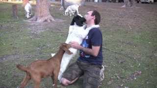 Download lagu Baby Goats Cuddling Daddy Baby Goats Cuddling Daddy