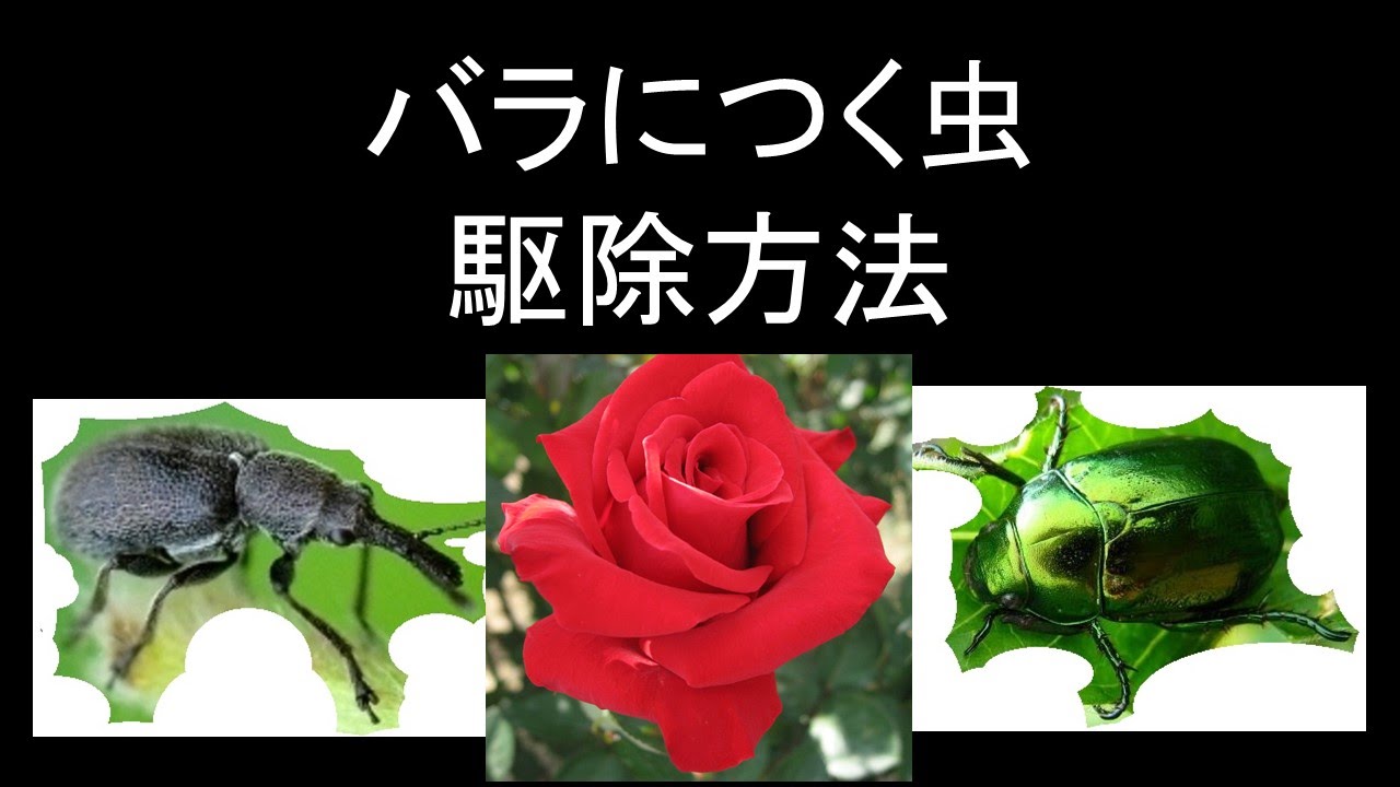 バラにつく虫 駆除方法 Youtube
