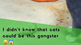 I didn't know that cats could be this gangster 😆😱