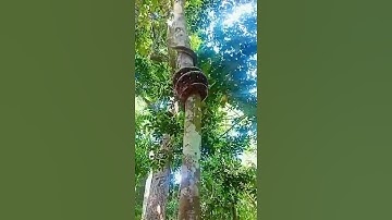 Have you ever seen the python is climbing the tree?!! #python #snake #TrekkingThailandTour
