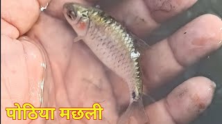 मछली हाथ से कैसे छूट कर भागी  || पोठिया मछली का वीडियो #Shorts #Short video