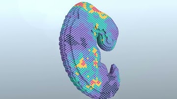 Spatial transcriptome chip from Biomarker Technologies（BMKGENE）