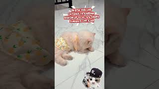 Join live #promopydaysale #joinlivecatsnus #freezedried #kesehatanbulu #makanankucingsehat