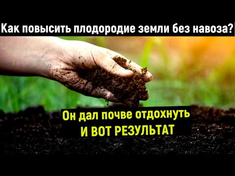Что улучшает почву? Как повысить плодородие земли без навоза