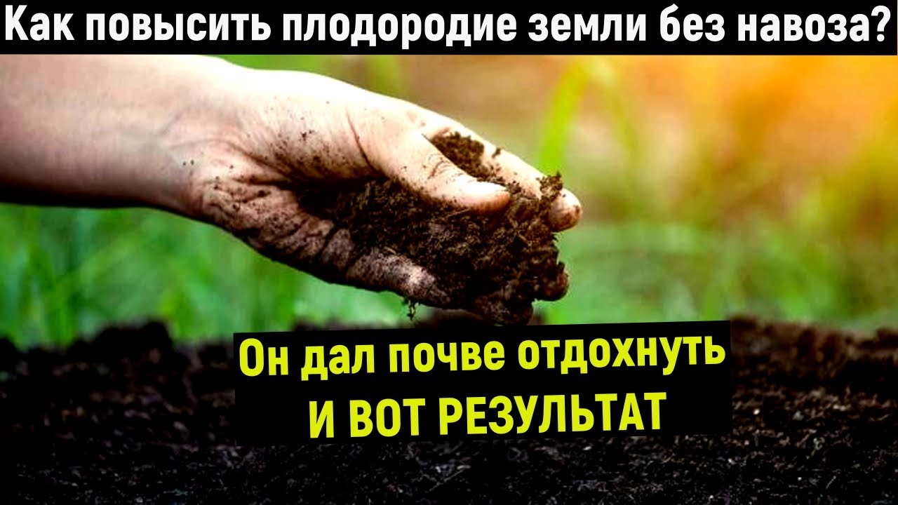 Что улучшает почву? Как повысить плодородие земли без навоза - YouTube