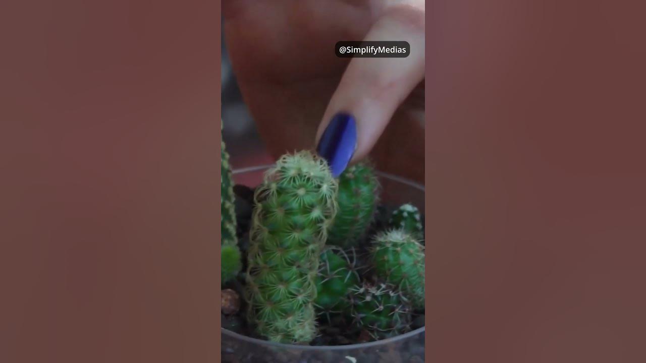 Do Plants Cry? YouTube