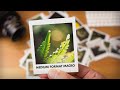 Medium Format Macro Photography (Mamiya RB67, Instax Square, Raynox DCR-250)