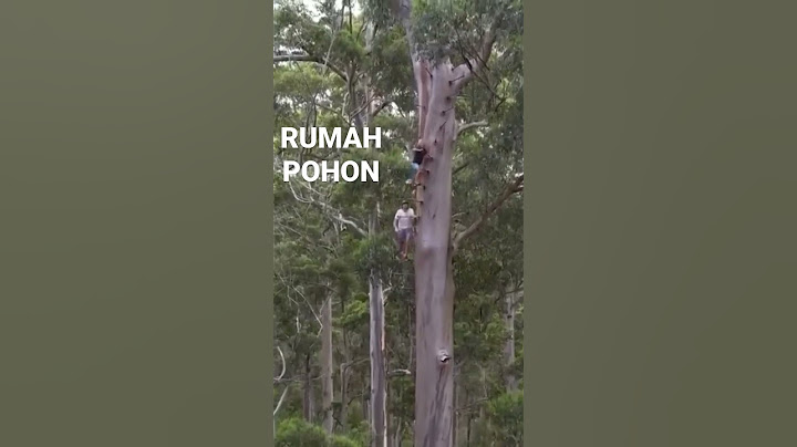 RUMAH POHON KALIMANTAN