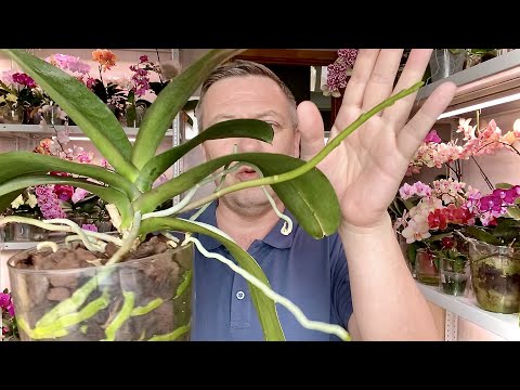 стимуляция орхидеи если орхидея не растёт
