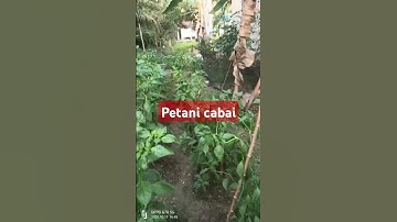Cabai Rawit #pertanian #cabeunggul #petanimuda #caberawitsubur
