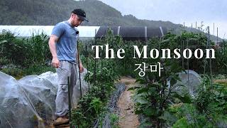 My First Big Harvest in Korea (Against All Odds) | Episode 11
