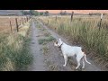 Coyotes Sing for the Morning, and Each Other (need sound!)