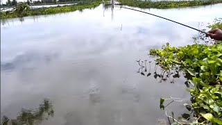 Download Lagu Ediann,, ternyata masih ada babonnya MP3