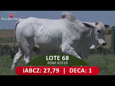 LOTE 68