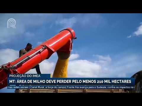 Mato Grosso: área de milho deve perder pelo menos 210 mil hectares | Canal Rural