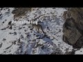 Snow leopard expedition at spiti wildlife sanctuary  king of the valley  expedition india 2023