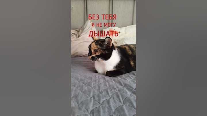 СЕГОДНЯ УЖЕ ГОД, КАК УМЕРЛА МЕДЕЯ... #медея #кошка #год #грустно #любим #помним #скорбим