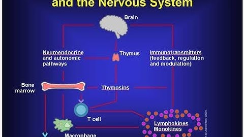 What Is the Connection between the Immune System and Nervous System