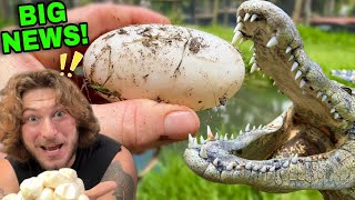 Collecting CROCODILE EGGS!!