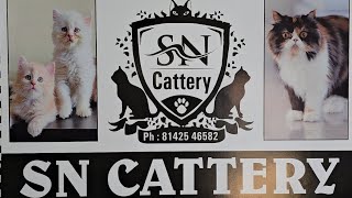 saste Persian cat's for sale in Hyderabad at SN Cattery dabeerpura | Persian male cat's available