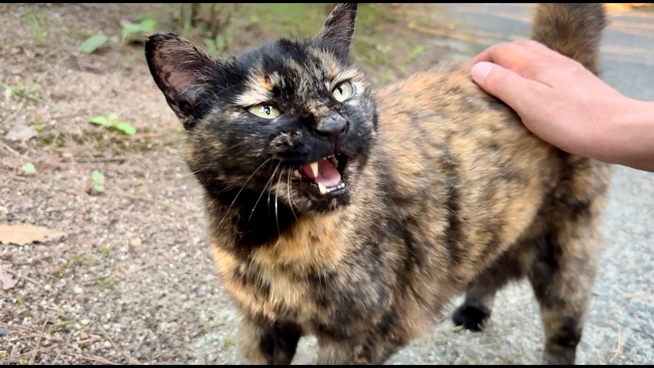 大声で呼ぶ森のサビ猫ちゃんがしっかり撫でて貰おうと一生懸命