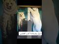 حجم الدب القطبي وكأنك تراه الدب القطبي