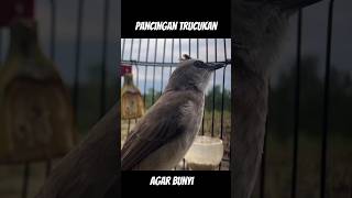 Download Lagu Pancingan Trucuk gacor #trucukan #trucuk #ropeltrucukan #shortsvideo #fyp #kicaumania #birds MP3 Download Lagu Pancingan Trucuk gacor #trucukan #trucuk #ropeltrucukan #shortsvideo #fyp #kicaumania #birds MP3