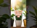 絶対置くべき金運最強の観葉植物3選#スピリチュアル #占い