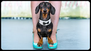 Hot hot dog dance video!!! Hot hot dog dance video!!!