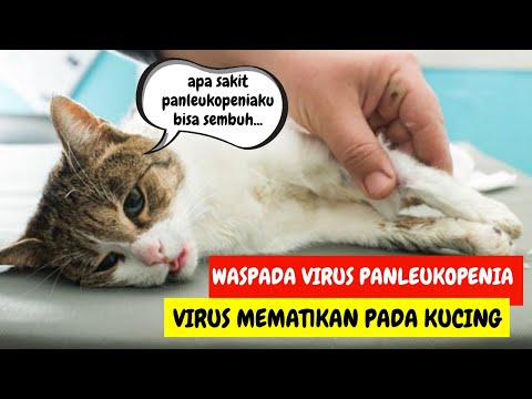 Video: Dari Parasit ke Infeksi, Inilah Masalah Kesehatan Kucing yang Harus Diperhatikan