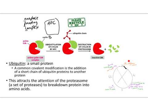 Video: Indsigt I APC / C: Fra Cellulær Funktion Til Sygdomme Og Terapeutika