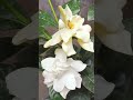 গন্ধরাজ ফুল 🤍 #gondhoraj #flowers #flower#shortsfeed #shorts #shortsindia #short #shortsviral #viral